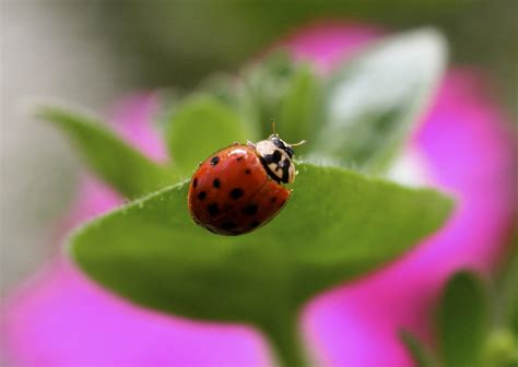 Why are so many ladybugs trying to get into your home right now?